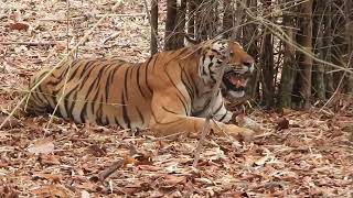 Tiger surprises tourists without any alarm calls at Bandhavgarh-May 2024