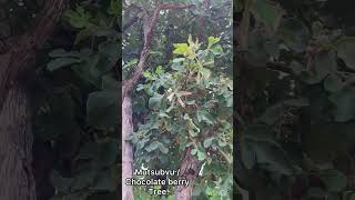 What Mutsubvu / Chocolate berry tree looks like