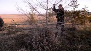 Digging out a small tree's root ball by hand