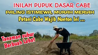 Pupuk Dasar Cabe Yang Benar 👉Agar Tumbuh Subur Dan Berbuah Lebat Bebas Hama Dan Penyakit