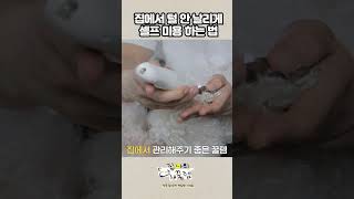 강아지 셀프 미용하려는 반려인들 필수 시청