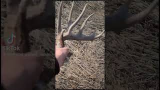 84" Giant Antler! #another #look #shedhunting #hunting #bowhunting