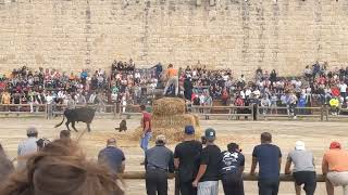 Fête Votive - Aigues Mortes (9.10.2022)  Bulls