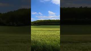 Wind. Birds. Nature . ASMR #shorts