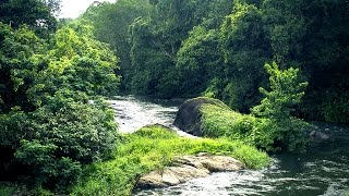 munnar untouched deep forest | the most beautiful place in india | Kerala tourism