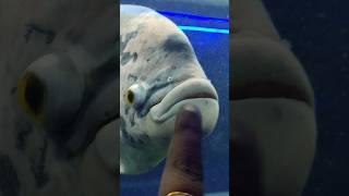 Big Fish #4k #akshimokshi8415 #viralvideo #123go