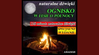 Ognisko w lesie o północy: naturalne dźwięki (Specjalne Wydanie)