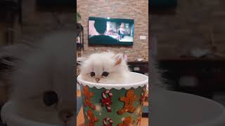 Film Keyfimiz Popcorn Cat :)￼