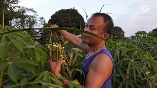 Cara panen daun singkong yang baik dan benar