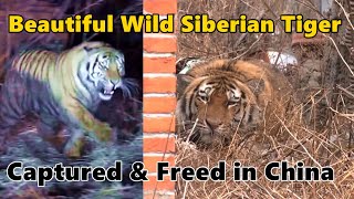 2021 Wild Siberian Tiger Breaks into Village in China Captured and Released