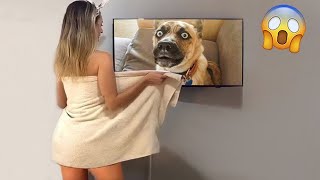 Funniest Videos 2023 😂 Funny Cats 🐱 and Dogs 🐶Best Funny Animal #1