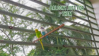 My budgies left out in my balcony to their new big home