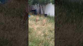 Fawn frolicking in my back yard, says hi!