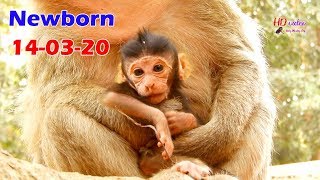 NEWEST NEWS !! Welcome newborn monkey of mom Big Bertha, Congrats new baby in Carzilla group