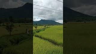 panen padi sawah #shorts