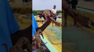 🤯🪨பாறை உருவம் கொண்ட பார் நண்டு🦀பார்த்திருக்கீங்களா⁉️ #shorts #viral #trending #redcrab #mrpalkova