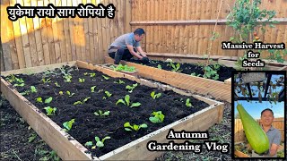 Planting giant mustard greens | रायो साग | Autumn Gardening Vlog | KITCHENGARDENING | Nepali In UK