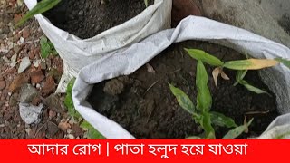 আদার রোগ | পাতা হলুদ হয়ে যাওয়া | Bright Agriculture