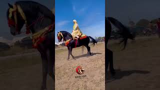 هبلني هاد الفرس اللهم بارك #horse #تبوريدة #خيل