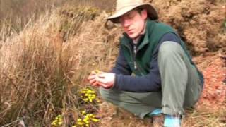 About Coltsfoot (Tussilago farfara) | Chris Holland