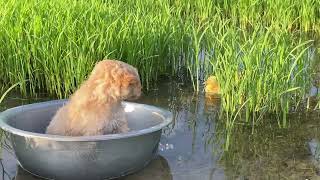 Cute funny animals lovely Puppy taking little ducks to swim at Rice Field.Best time and so funny.