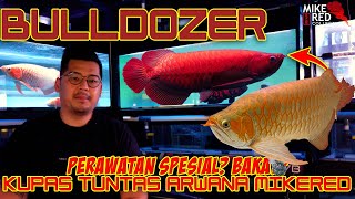 ARWANA SUPER RED DARI 0 SAMPAI JADI! REVIEW BULLDOZER DARI MIKERED COLLECTION