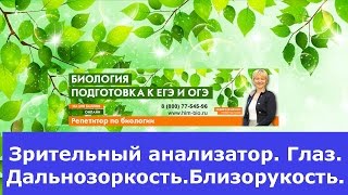 Зрительный анализатор. Глаз. Подготовка к ЕГЭ и ОГЭ по биологии.