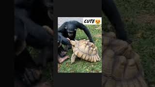 Cute Friendship eat together. ❤️❤️#monkey #animals #monkeylove #monkeys #monkeybaby #tortoise