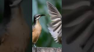 birds #beautiful #youtube #viralvideo