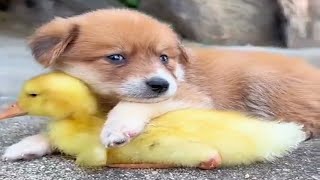 PUPPY🐕 WITH 🦆DUCKLING | 👍ANIMALS