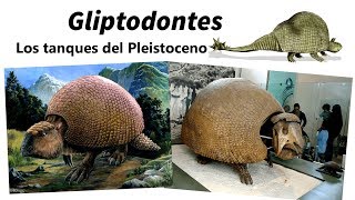 Gliptodontes. Conoce a los tanques del Pleistoceno