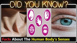 Top 10 Mind-Blowing, Unbelievable, Interesting, Amazing & Random Fun Facts About Human Body's Senses