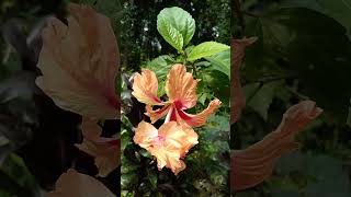 hibiscus flower1#shorts #flowers #hibiscus