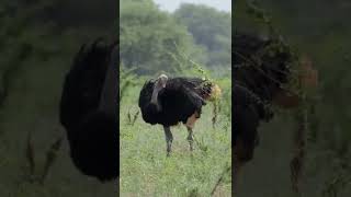 Coming into Contact With A Lone Ostrich!🤔#shorts #safari #travel #travelling