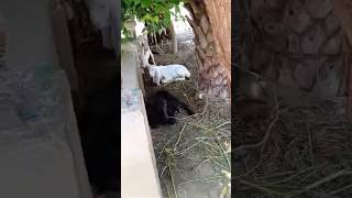 Village goats and Buffalo amazing video#ytshorts #youtube #shorts #buffalo #goat #viralvideo