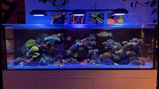 REEF TANK NO WATER CHANGES