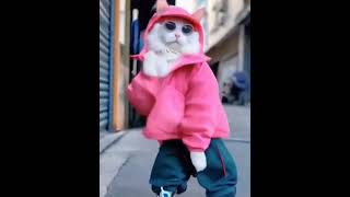 cat#dance#🐱rider#💙shorts#🌹🖤💜💚#sweet cat#kitten