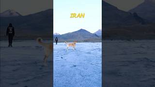 Mit dem Van im Iran #shorts #vanlife #abenteuer