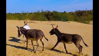 A beautiful Donkeys in a beautiful village #donkey #donkeyfarm #ytshortsvideo #cuteanimals