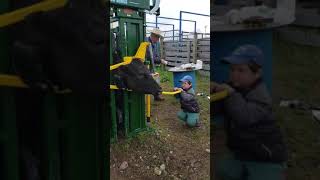 Get a #cattlechute you can trust to let the next generation get involved 🙌 | Casey & Amanda Weaver