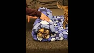 The Purrito Challenge 🌯 Can You Handle It?!