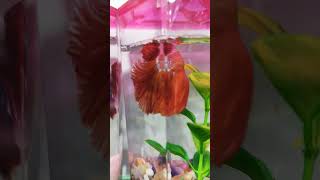 Beautiful betta fish ❤️❤️❤️