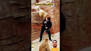 Very Funny 🤣😂 shorts#shorts_video #shorts #funny #animals #monkey #zoo #comedy