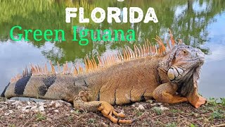 Green iguana, Florida