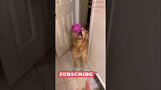 Funny Animals Videos 🤣 | Ep. 530 #shorts #viral #funny