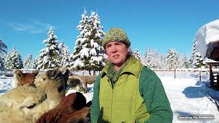 On the Road with Large Animal Vet Jenni Grimmett Ultrasounding Alpacas