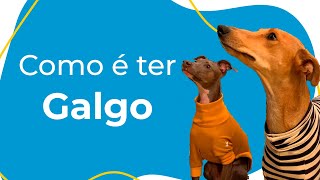 COMO É TER UM GALGO: COMPORTAMENTO, CUIDADOS ESSENCIAIS E CURIOSIDADES