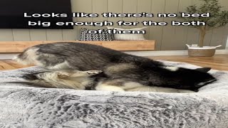 🦁 Why You Need A giant dog bed for human for 2 huskies ?? 🦁 barkermeow