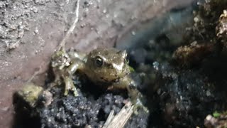 micropond with tadpoles week 13 Sole surviving froglet