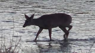 Cuteset White-Tailed Deer ever!